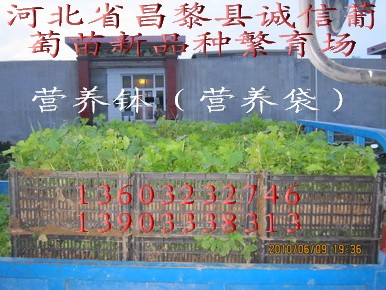 供应占地赤霞珠苗 营养钵葡萄苗 营养袋果树苗